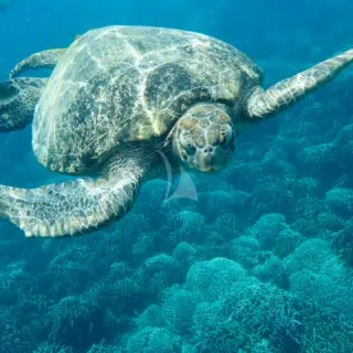 Sea Life