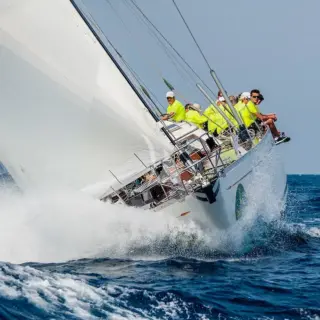Tigris - Image 4