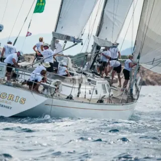 Tigris - Image 2