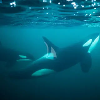 Experience: Orca Watching