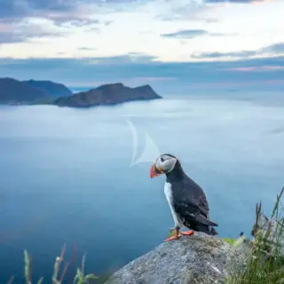 Experience: Bird Watching