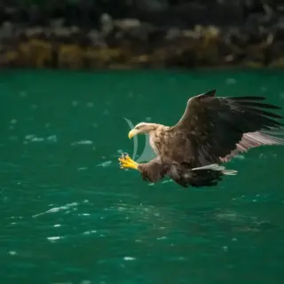 Experience: Bird Watching