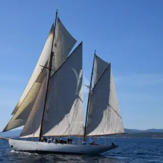 Black Swan - under sails