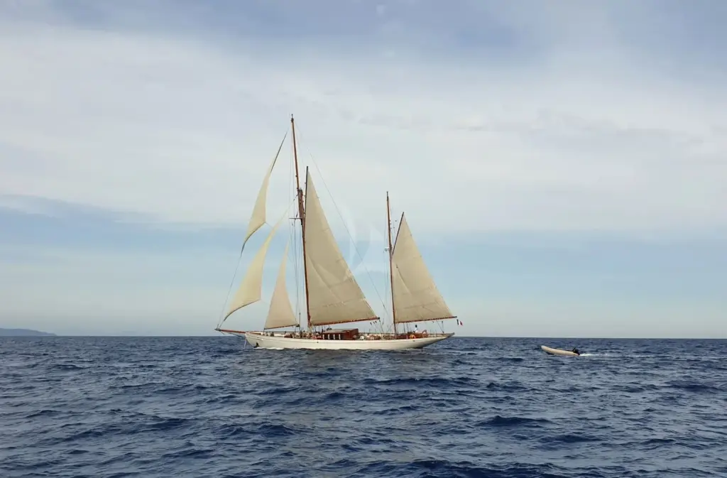 Black Swan - under sails 