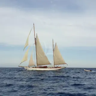 Black Swan - under sails