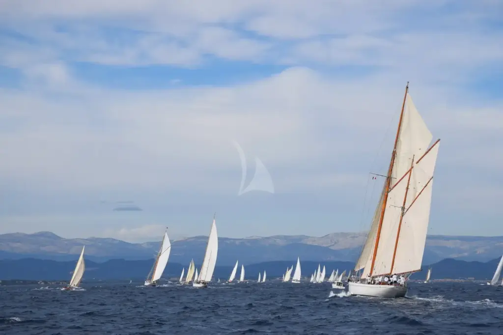 Black Swan - under sails 