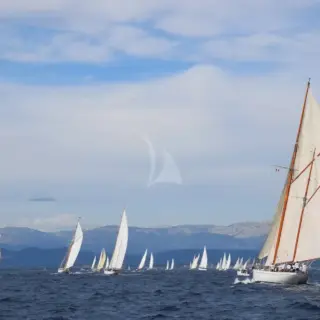 Black Swan - under sails