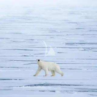 Svalbard - Polar bear *Photos of polar bears were taken from more than 500 metres away using a long lens