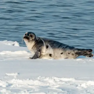East Greenland - Seal on ice
