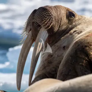 Svalbard - Walrus