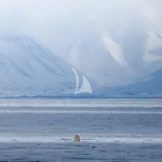 Svalbard - Polar bear *Photos of polar bears were taken from more than 500 metres away using a long lens