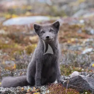 East Greenland - Fox