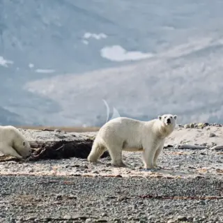 Polar bears