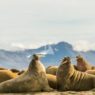A huddle of Walrus