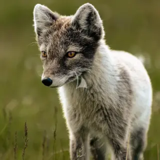 Arctic Fox