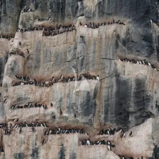 Guillemots on Alkefjellet
