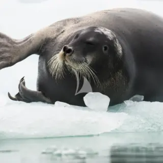 Grey Seal