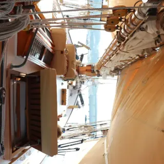 TREE OF LIFE - Image 5