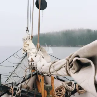 TREE OF LIFE - Image 6