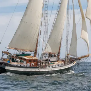 TREE OF LIFE - Image 1