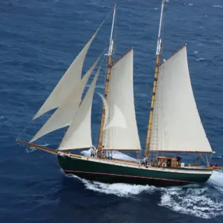 TREE OF LIFE - Image 4