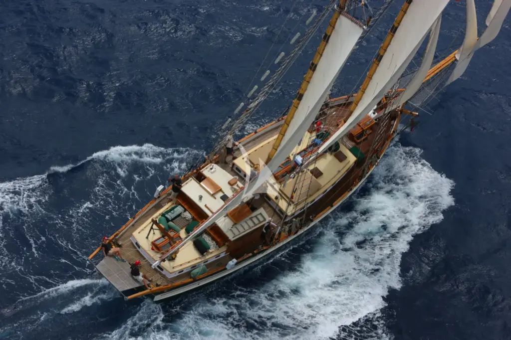 TREE OF LIFE - Image 2