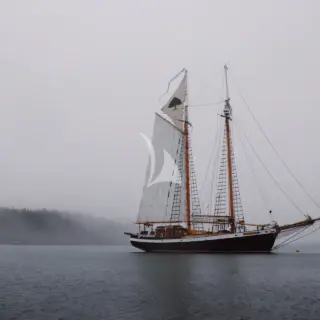 TREE OF LIFE - Image 3