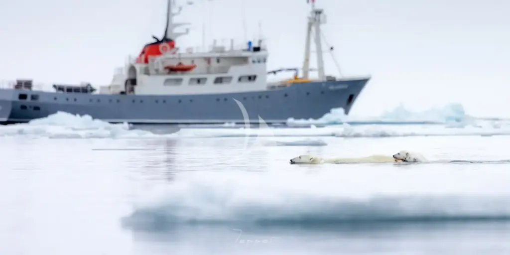 POLARFRONT - Experience polar bears up close 