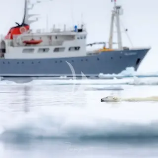 Experience polar bears up close