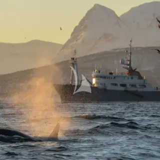 Wildlife encounters including Orcas