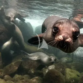 GALAPAGOS EXPLORER - Playful sealions