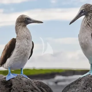 GALAPAGOS EXPLORER - Blue-footed boobies