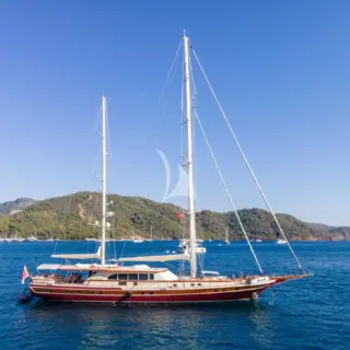 DAIMA - Image 4
