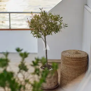 SOUNION II - Image 24