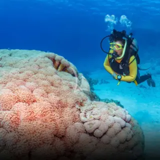 BHAVANA - Diving 