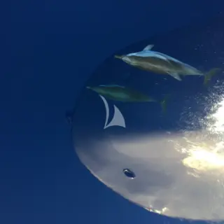 Dolphins