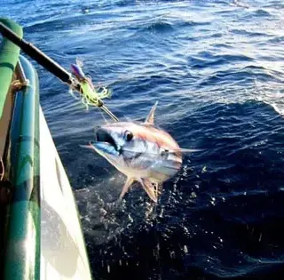 Fresh fish from the aft deck