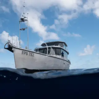 Grey Wolf - Exterior