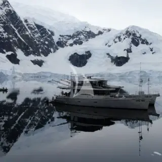 Grey Wolf - Image 1