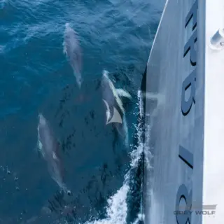 Grey Wolf - Dolphins
