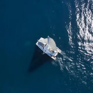 LEVANTE - Image 7