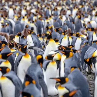 Penguins